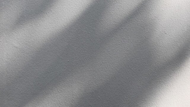 Abstract natural tree branch leaves shadow on white wall background