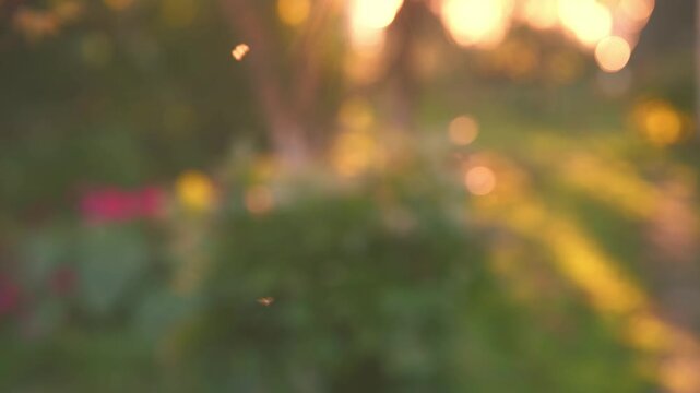 Swarm of mosquitoes and midges flying in a warm golden hour light, with soft bokeh background creating an atmosphere of nature at dusk in a garden environment