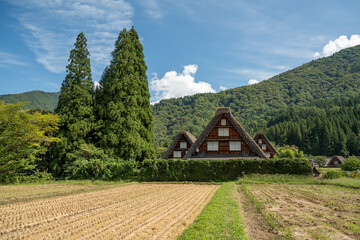 世界遺産、白川郷合掌集落の秋、三つ子合掌と稲穂 © Hiro074
