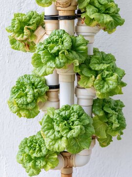 Vertical hydroponic system growing fresh green lettuce leaves on white wall background