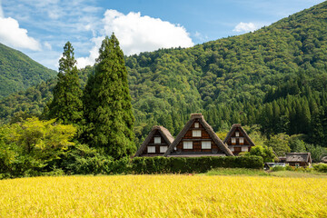 世界遺産、白川郷合掌集落の秋、三つ子合掌と稲穂 © Hiro074