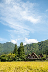 世界遺産、白川郷合掌集落の秋、三つ子合掌と稲穂 © Hiro074