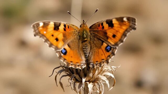 Orange Butterfly with Blue Wing Spots Perched on a Dried Flower Head in a Natural Field Setting