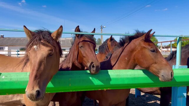 Several horses standing together behind a green fence in an outdoor paddock. Rural livestock scene illustrating equine care, herd management and animal husbandry.