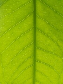 Green leaf texture with fine parallel veins creates a vivid natural botanical surface in a bright abstract close-up.