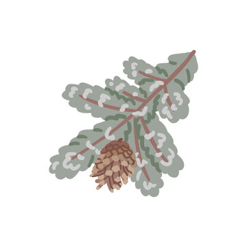 Spruce branch with cone. Green fir twig, conifer plant with needles. Christmas holiday natural clip art. Winter season decoration. Isolated flat vector illustration