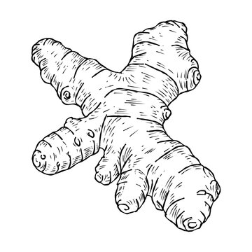 Handdrawn Ginger Root Illustration