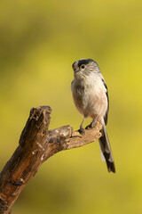 Long-tailed tit with the first light of sunrise in a Mediterranean forest in early autumn © Jesus