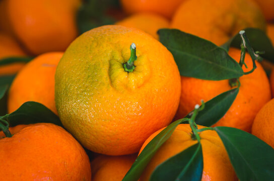 tangerines with leaves