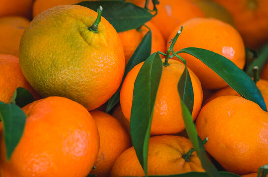 tangerines with leaves