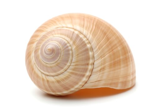 A single beautiful light brown seashell with a spiral pattern isolated for your creative design