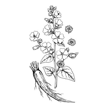 Marshmallow Plant Botanical Engraving with Roots and Flowers