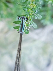 Macro Close-Up of a Blue-Striped Damselfly Resting on Foliage © Moloy