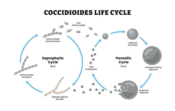 Coccidioides Life Cycle labeled diagram, educational mycology poster design, fungal saprophytic and parasitic cycles. Labeled arthroconidia, endospores, spherule, septate hyphae, mycelia