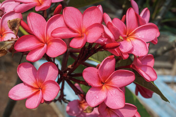 A closeup shot of beautiful pink frangipani flowers blooming in clusters with soft yellow centers under daylight. © Abu Tami