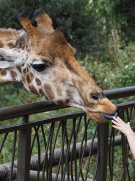 Person Feeding Rothschild's Giraffe from Elevated Wooden Platform at Giraffe Centre Nairobi