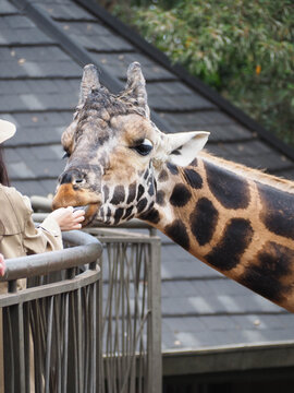 Close-up of Rothschild's Giraffe Hand-Fed by Visitor at Nairobi Giraffe Centre