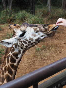 Giraffe Gently Taking Food from Visitor Hand