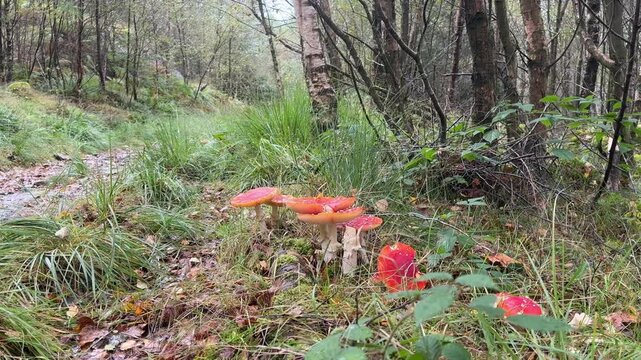 Fly agaric mushroom in woodland fungi and toad stools poisonous  red UK 4K