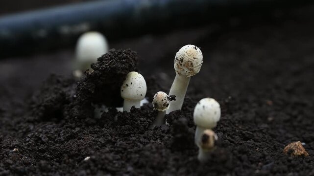 closeup of white mushrooms that grow a lot on the ground after rain