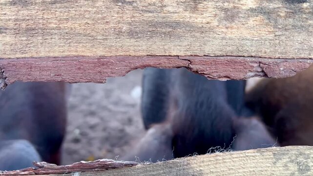 Pigs inside a wooden farm pen viewed through fence slats. Rural livestock scene illustrating pig farming, animal husbandry, agricultural management and animal care.