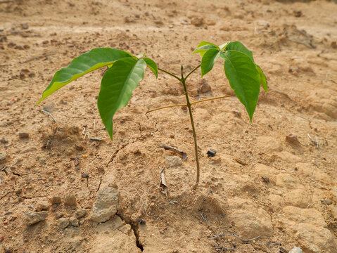 Small green plant growing in dry cracked soil, young sapling sprout surviving in arid desert ground concept of hope, climate change, global warming, and environmental protection