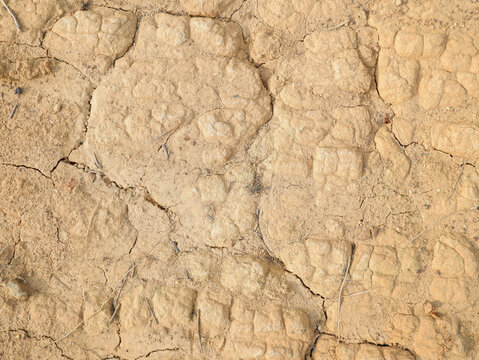 Dry cracked earth soil texture close up, arid clay ground background for climate change concept and environmental design