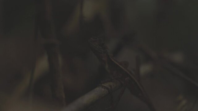 Small lizard Otocryptis wiegmanni perches on twig, blending into forest. ProRes 422 10 bit C-LOG video..