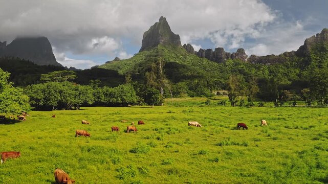 Many cows grazing on a lush green pasture in Opunohu Valley with tropical vegetation and Mount Rotui rising dramatically under a partly cloudy sky in Moorea, French Polynesia rural scene landscape