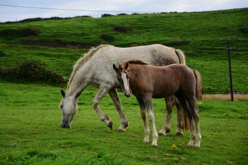 horse and foal in a green pasture near Doolin, County Clare, Ireland © Ramona