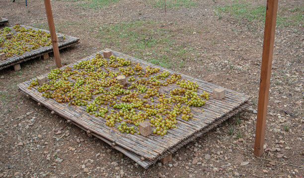 Woven reed mats with scalded grapes drying under shade in an outdoor field
