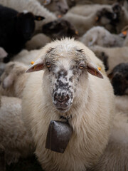 Portrait of a sheep with a bell around its neck. © fotomaster