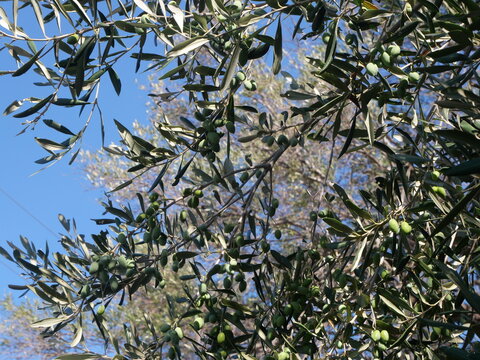 Vue rapproch&eacute;e d'olives vertes poussant parmi les feuilles argent&eacute;es d'un olivier sous un ciel bleu, &eacute;voquant l'agriculture m&eacute;diterran&eacute;enne et la production alimentaire naturelle.