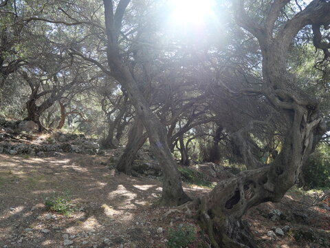 Vue de vieux oliviers aux troncs tortueux et aux branches denses dans une paisible oliveraie m&eacute;diterran&eacute;enne, &eacute;clair&eacute;e par la lumi&egrave;re traversant la canop&eacute;e cr&eacute;ant un effet myst&eacute;rieux et magique.
