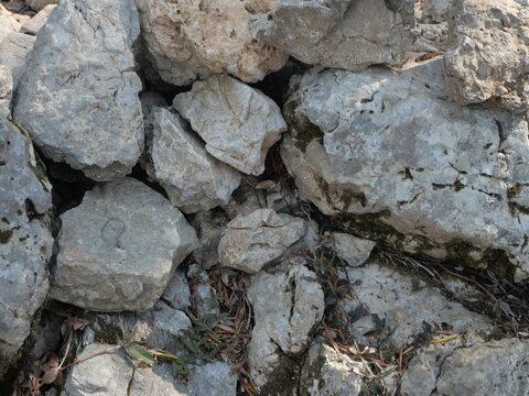 Vue rapproch&eacute;e de rochers ou pierres clairs et &eacute;rod&eacute;s formant un sol naturel et accident&eacute;, avec de petites plantes et de la mousse entre les pierres.