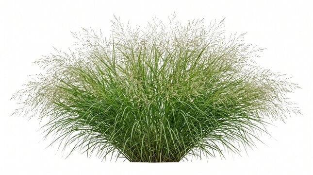 Wide spreading switchgrass with slender green blades and airy seed panicles, isolated on a pure white background for botanical, ornamental, ecological, and environmental concepts.