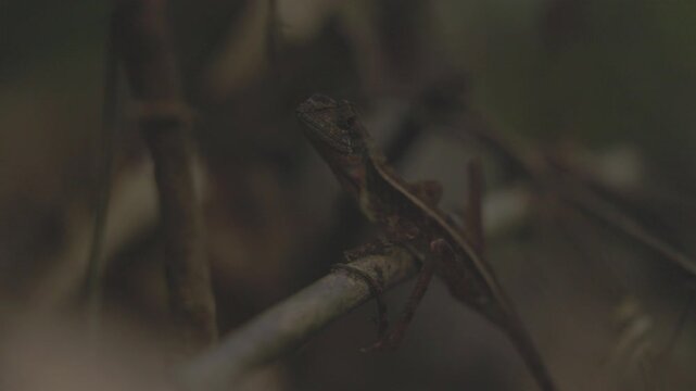 Small lizard Otocryptis wiegmanni perches on twig, blending into forest. ProRes 422 10 bit C-LOG video..