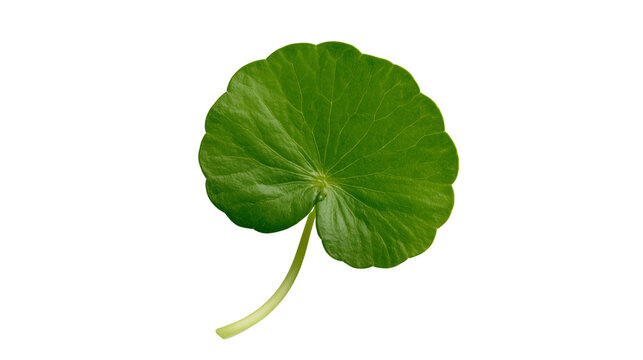 Green gotu kola leaf isolated on transparent background