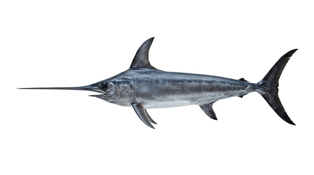 Large swordfish with a long pointed bill is shown in profile against a solid grey background.