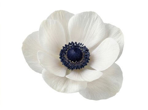 Single white anemone coronaria flower with dark blue center isolated on white background