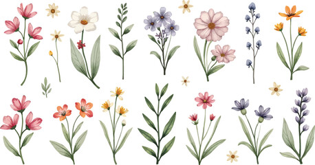 Fototapeta premium Watercolor botanical illustration of assorted wildflowers and stems.