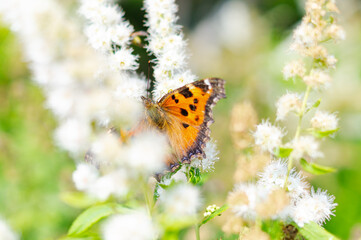 Nymphalis xanthomelas butterfly feeding on white Spiraea flowers, partially hidden by foreground blooms. Intimate nature observation with natural framing, dreamy bokeh, pollination and biodiversity. © marinasokolchik