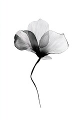 Obraz premium Elegant minimalist floral art