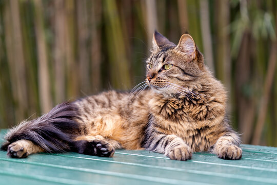 Fluffy Longhair Tabby Cat Lying on Table Outdoors with Soft Background