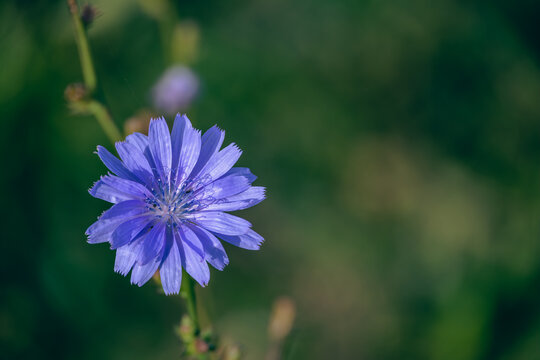 Chicory flower macro selective focus / Blue Cichorium intybus wildflower