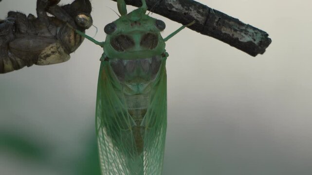 Freshly emerged cicada hangs beside its empty shell on a narrow twig outdoors. Slow vertical tilt shot.