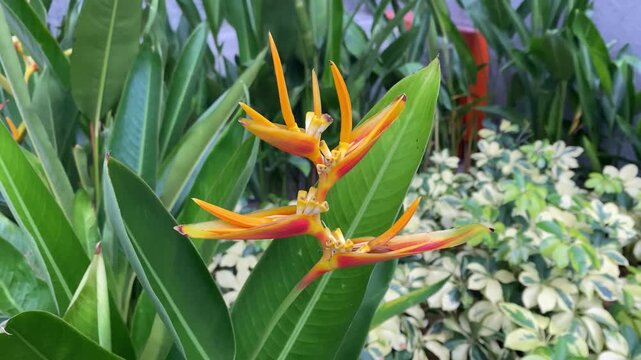 Vibrant orange Heliconia psittacorum flower blooming in tropical garden 