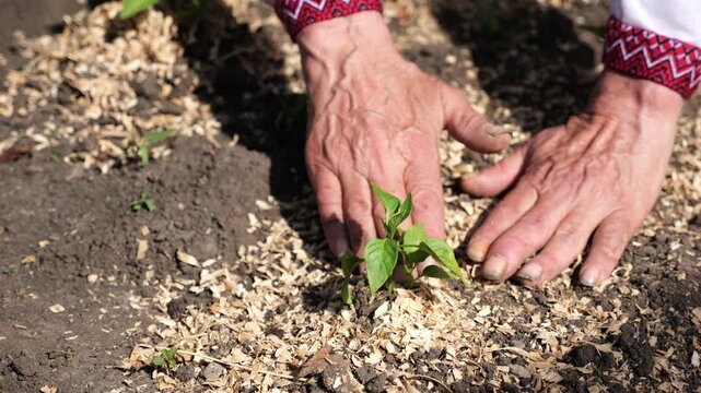 Adult male hands of farmer in vyshyvanka planting green sprout in ground at summer season. Old arms of agronomist caring for small seedling at garden. Connection between tradition and nature concept