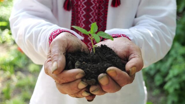 Adult male hands of farmer in vyshyvanka holding small green sprout at summer garden. This scene reflects older man caring attitude towards nature and traditional agricultural values. Slow motion