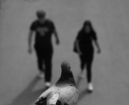 Bird. A lone pigeon perched on a spot. View from above, with people walking beneath it.